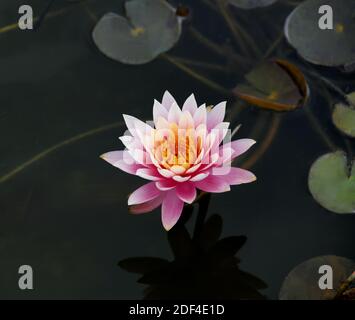 A pink and yellow lily blooms in a small pond among lily pads, at the National Butterfly Center in Mission, Texas, U.S.A.. Stock Photo