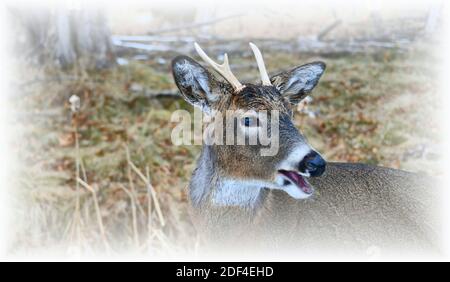 A close up image of a buck by Mission Marsh, Thunder Bay, Ontario, Canada, North America. Stock Photo