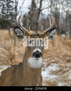 A close up image of a buck by Mission Marsh, Thunder Bay, Ontario, Canada, North America. Stock Photo