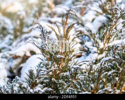 Snow on green thuja branches in the sunlight. Green branches of a thuja tree covered with white snow in the sunlight. Natural winter background Stock Photo