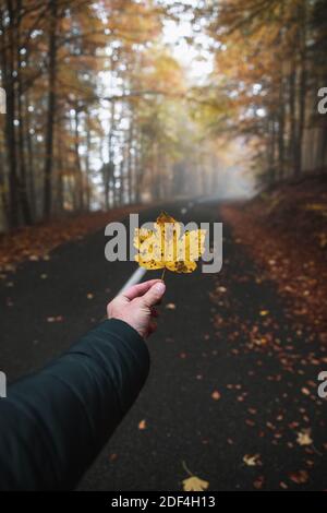 Autumn leaves holdin in male hand. Outdoor lifestyle concept Stock Photo
