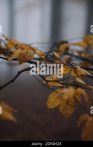 waterdrops on autumn leafs in the forest. Rainy season. Stock Photo
