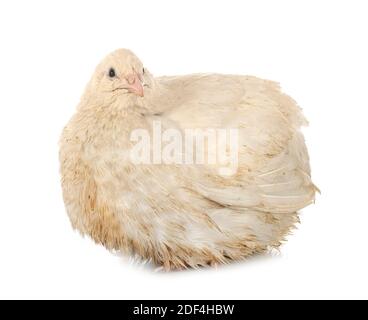 japanese quail in front of white background Stock Photo