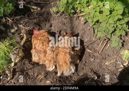 Two Free Range Tresco Chickens (Rhode Island Red and Warren Cross) Wallowing in Soil on the Island of Tresco in the Isles of Scilly, England, UK Stock Photo