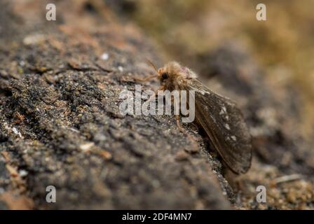 Common Swift moth - Korscheltellus lupulina, beautiful brown moth from European meadows and woodlands, Zlin, Czech Republic. Stock Photo
