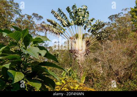 Ravenala palm called also travelers tree symbol of Madagascar in its natural habitat near Andasibe. Stock Photo