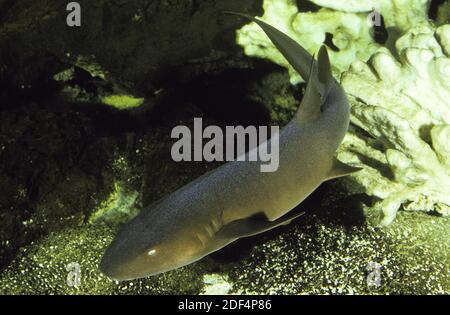 Nurse Shark, ginglymostoma cirratum, Adult Stock Photo