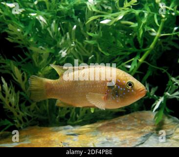 Red Jewel, hemichromis bimaculatus Stock Photo