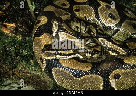 Royal python (Python regius) adult snake close up of scales on its skin ...