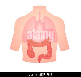 human anatomy organ large intestine position in body lung heart transparent white isolated background flat style vector design Stock Photo