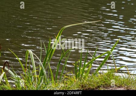 Blades of grass in the backlight on the bank of a lake. Stock Photo