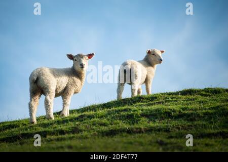 Two cute baby lambs standing on the top of green hill in the soft morning sunlight Stock Photo