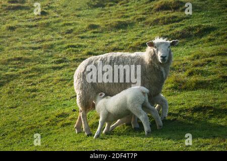 Baby lambs drinking milk from mother sheep on green grassland Stock Photo