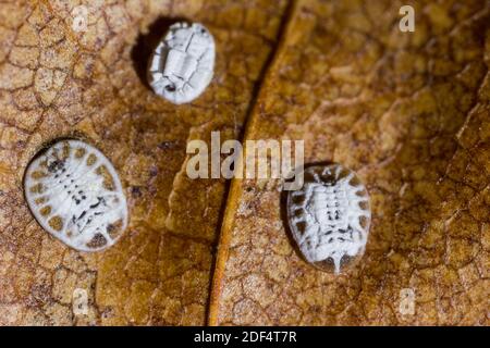 Maple whitefly winter pupariums (Aleurochiton aceris) Stock Photo