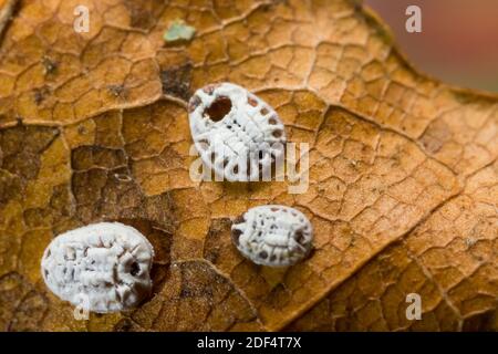 Maple whitefly winter pupariums (Aleurochiton aceris) Stock Photo