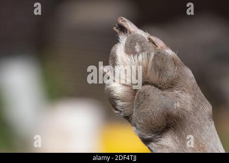 A close up look at the underside of the back dirty dog paw pad, during the day. Stock Photo