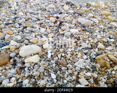 Small rocks scattered on the beach close up Stock Photo