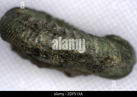 A top view selective focus closeup of an ammonite fossil Stock Photo