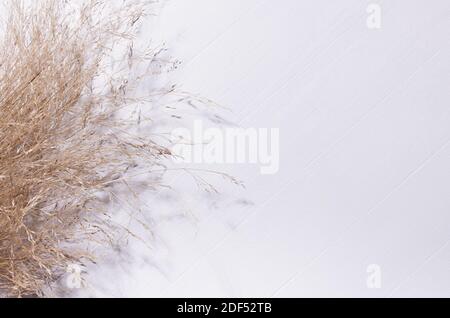 Simple autumn background - sheaf of dry fluffy beige grass on white wooden board, top view, copy space. Stock Photo