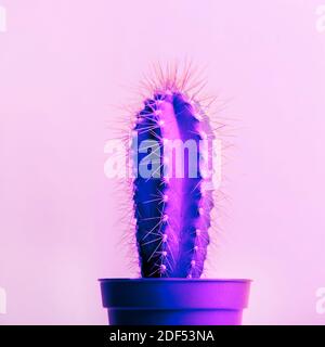 Fashion abstract cactus on pastel background. Neon light summer nature layout. Vibrant gradient glow on exotic plant. Minimal pop art. Stock Photo