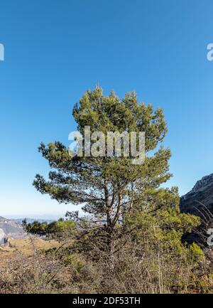 Mountainous countryside in autumn. spruce trees on the grassy hills. Sunny weather with blue cloudless sky. Sierra Aitana, Spain Stock Photo