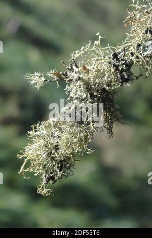Oak Moss Lichen ( Evernia prunastri ) Growing on Tree Branch, UK Stock Photo