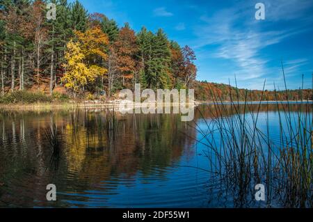 Reeds in foreground at Walden Pond, Lexington, Massachusetts, USA Stock Photo
