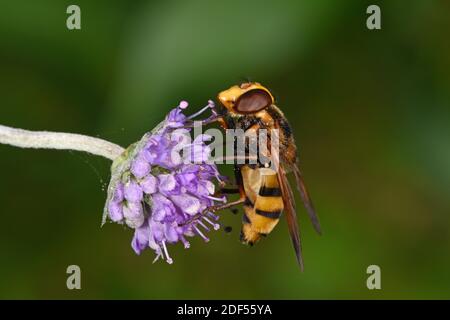 Hover-fly (Volucella inanis) feeding on scabious flower, Wales, September Stock Photo