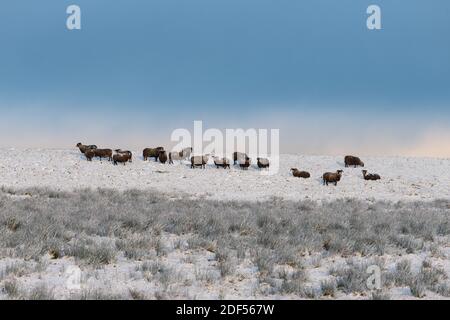 Balfron, Stirlingshire, Scotland, UK. 3rd Dec, 2020. UK weather - dark skies, snow and sunshine in Balfron Stirlingshire Credit: Kay Roxby/Alamy Live News Stock Photo