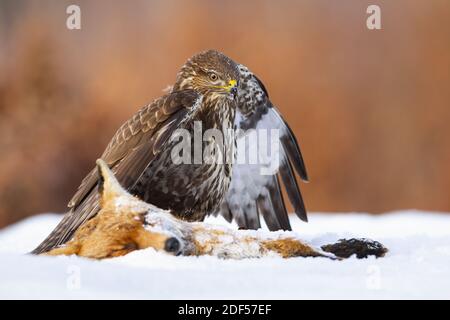 Common buzzard standing next to dead fox on snow in winter Stock Photo