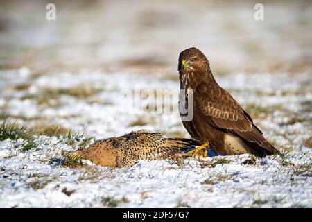 Dominant common buzzard sitting on the snowy field with its prey in winter Stock Photo