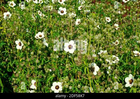 Field of the annual Hibiscus cannabinus Stock Photo