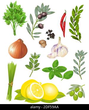Spices and herbs - vector illustration Stock Vector