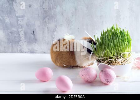 Guinea pig with the ears of the Easter bunny on the stone background of colored eggs and green grass. Easter holiday. Stock Photo