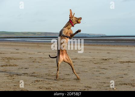 9 week old cute Weimaraner pup exploring park Stock Photo