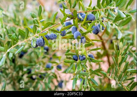 Olive branch with olives dripping on a blurred background. olive concept. Stock Photo