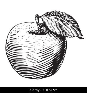 Golden apple illustration sketch style