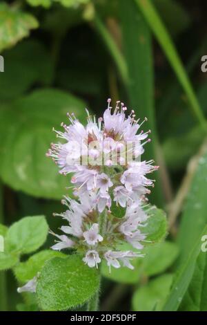 Water Mint Plant in Flower ( Mentha aquatica ) UK Stock Photo