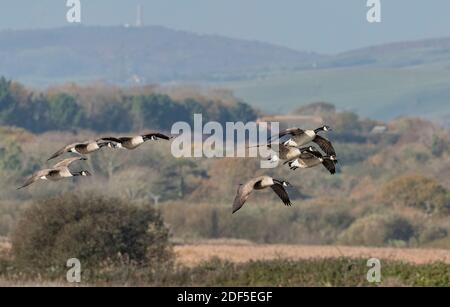 Canada geese, Branta canadensis, in flight, coming in to land in lagoon. Lodmoor, Dorset. Stock Photo