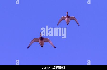 Gadwall, Mareca strepera, in flight. Lodmoor, Dorset. Stock Photo