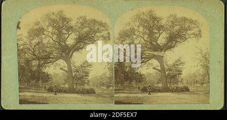Old elm tree, Boston Common., still image, Stereographs, 1876 Stock Photo