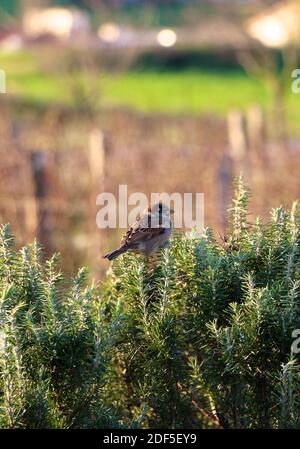 House sparrow Passer domesticus on a heather bush in early morning autumn sunlight Santander Cantabria Spain Stock Photo