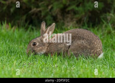 Rabbit, Oryctolagus cuniculus, grazing in mown grassland in cemetery, Wimborne, Dorset. Stock Photo
