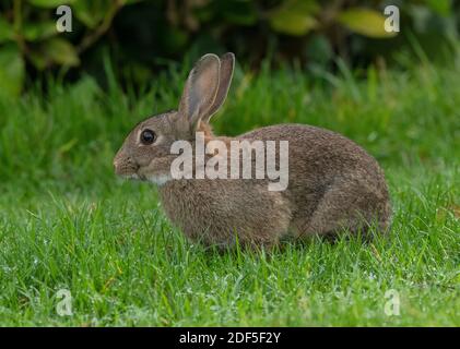 Rabbit, Oryctolagus cuniculus, grazing in mown grassland in cemetery, Wimborne, Dorset. Stock Photo