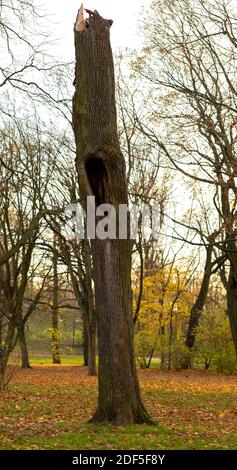 A cut tree trunk with a hole Stock Photo