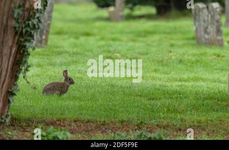Rabbit, Oryctolagus cuniculus, grazing in mown grassland in cemetery, Wimborne, Dorset. Stock Photo