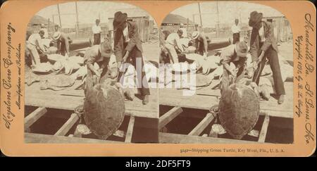 Shipping green turtle, Key West, Fla., still image, Stereographs, 1850 - 1930, Singley, B. L. (Benjamin Lloyd Stock Photo