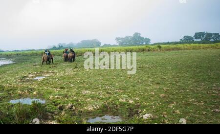 Kaziranga, Assam, India on 14 Nov 2014 - Tourists enjoying elephant Safari in the lush green forests of Kaziranga National Park, Assam, Northeast, Ind Stock Photo