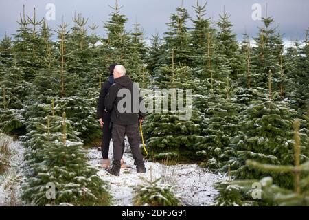 Buchlyvie, Trossachs and Loch Lomond National Park, Scotland, UK. 3rd Dec, 2020. Pictured: Joe. And Magda. A family enjoy the perfect day out (Joe the Dad and Magda the Mum) with their kids go on the hunt to select the perfect Christmas Tree at Duff Christmas Tree Farm near Buchlyvie in the picturesque countryside of the Trossachs and Loch Lomond National Park. Credit: Colin Fisher/Ģ����ý Live News Stock Photo