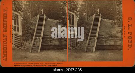 Section of the original Big Tree, diameter 25 feet, Mammoth Trees of Calaveras Co., California., still image, Stereographs, 1850 - 1930, Pond, C. L. (Charles L Stock Photo